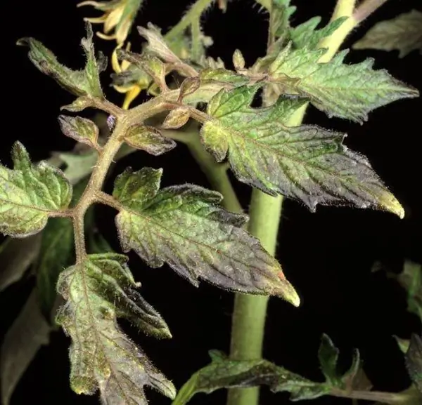 La famine de la tomate en phosphore