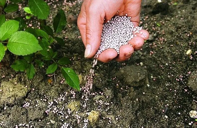 Superphosphate: Application Ng Pataba Sa Hardin, Mga Tagubilin Sa Kung Paano Maayos Na Maghalo At Mag-apply