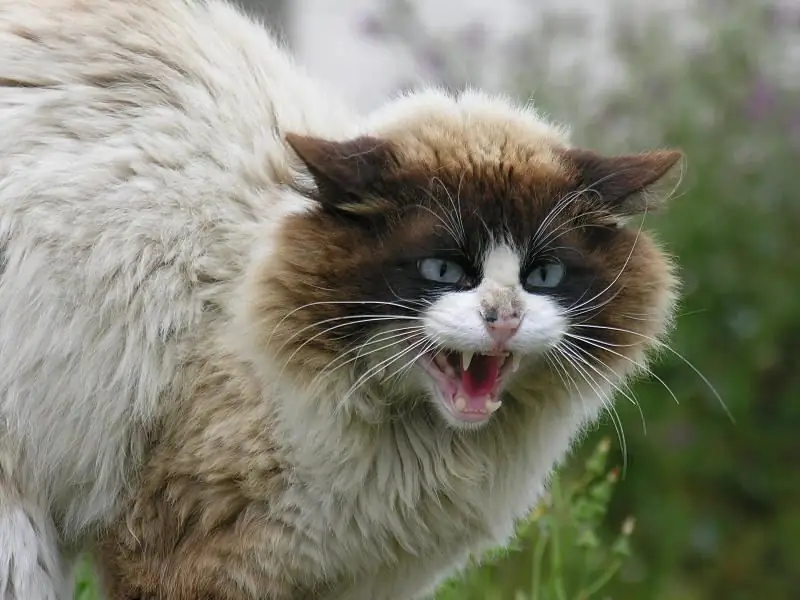 Por Qué Un Gato O Un Gato Maúlla Constantemente, Las Razones De Este Comportamiento En Animales Adultos Y Gatitos, Qué Hacer Si Caminan Por La Casa Y Gritan Por La Noche