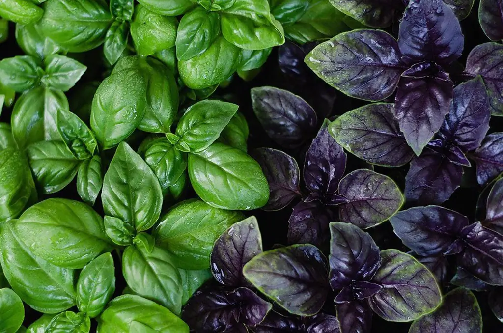 Basil Cultivation And Care, Including In Ukraine, The Moscow Region And In Other Regions, As Well As A Description Of Varieties With Characteristics And Reviews