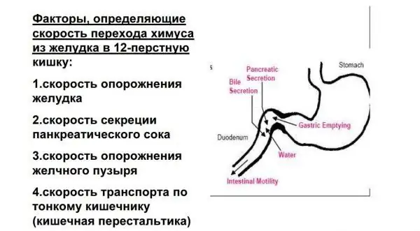 Фактори, които определят скоростта на изпразване на стомаха