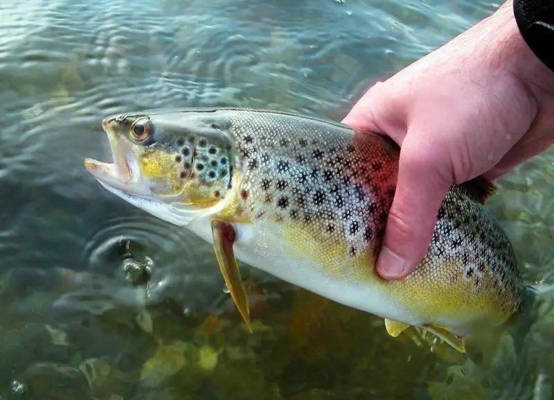 Trout Atau Salmon: Yang Lebih Baik, Lebih Enak, Lebih Gemuk, Lebih Mahal Daripada Yang Berbeza