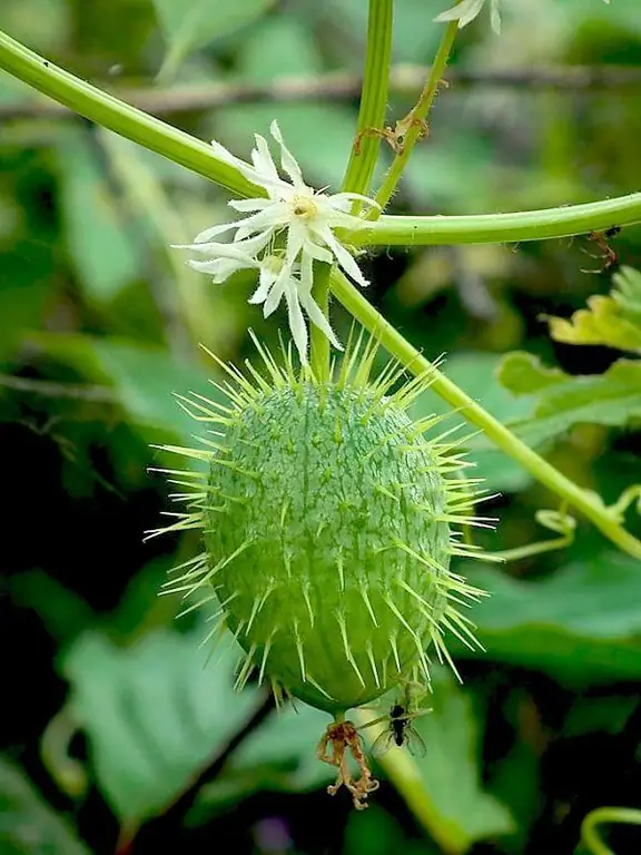 Pepino salvaje