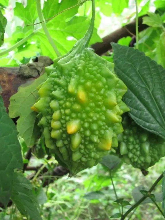 Parientes tropicales de pepinos