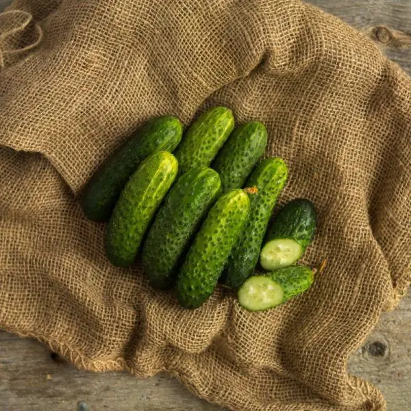 Pepinos com espinhas