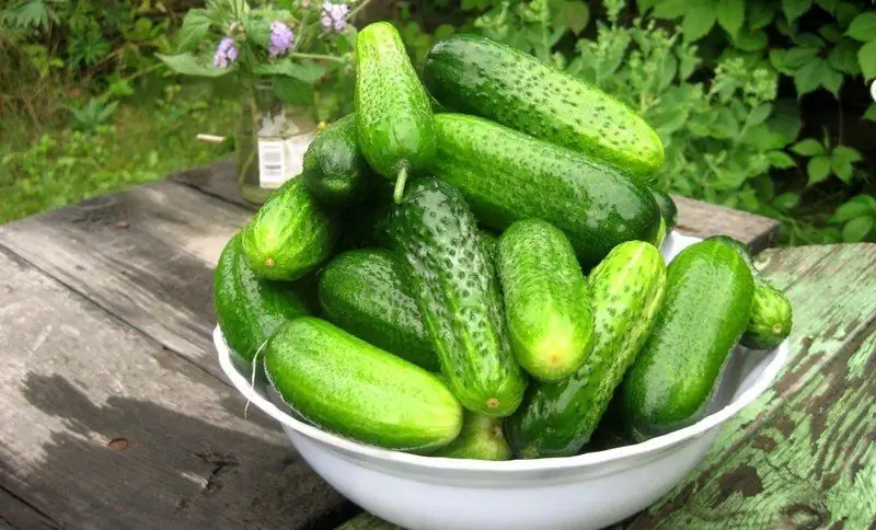 Why Cucumbers Have Pimples And Why Are They Needed