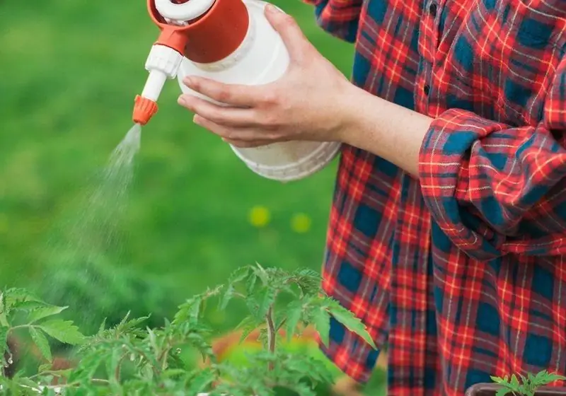 Spraying Tomatoes From Late Blight In The Greenhouse And Open Field