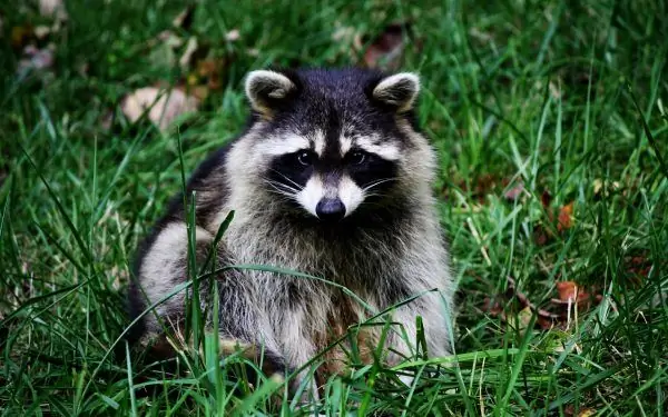 Raccoon