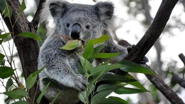 Koala