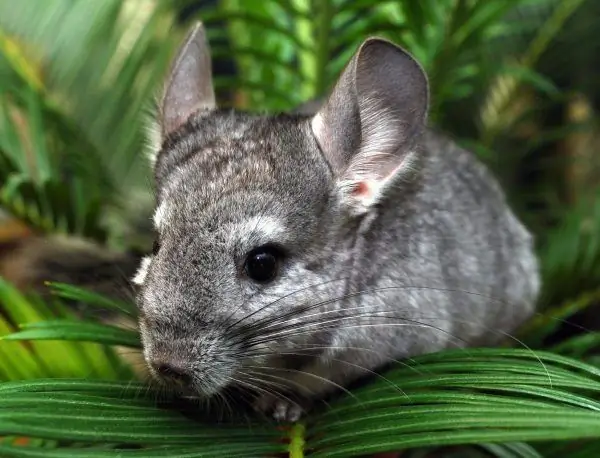 Chinchilla