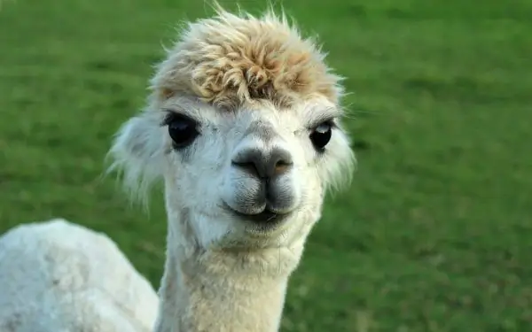 Alpaca