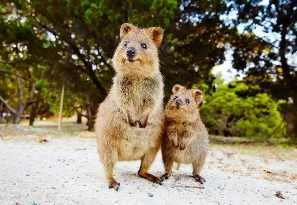 Quokka