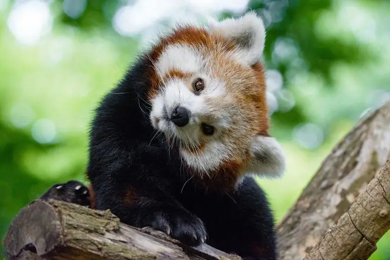 Os Animais Mais Fofos Do Mundo: TOP 10