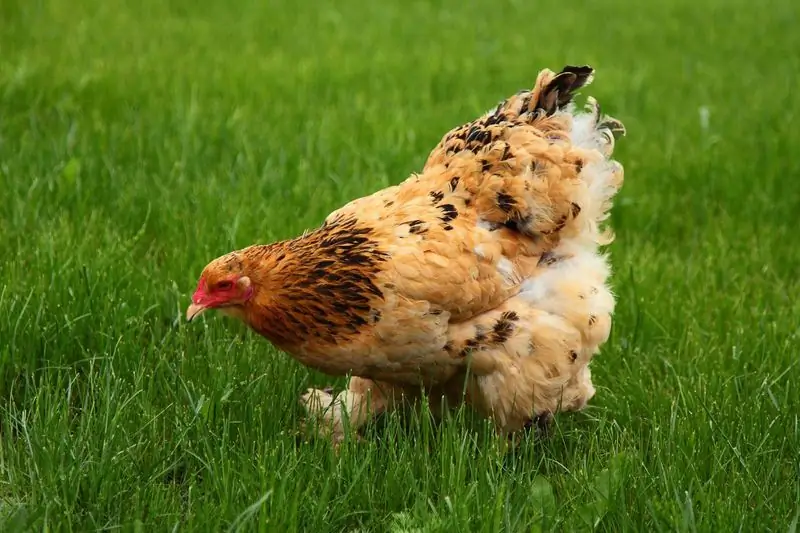 Per Què Corre Una Gallina Sense Cap, Quant De Temps Pot Viure Així?