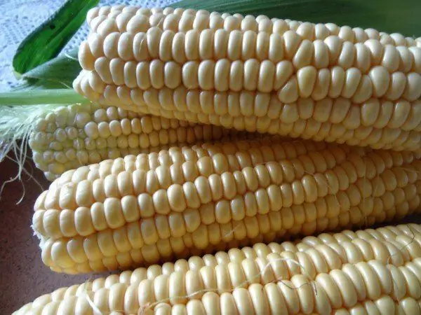 Corn cobs