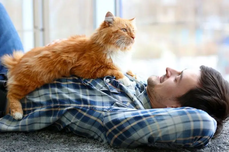 Por Que Os Gatos Deitam Sobre Uma Pessoa, Incluindo Uma Barriga De Grávida, Em Um Ponto Dolorido