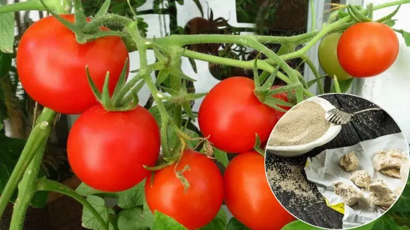 Nourrir Les Tomates Et Les Concombres Avec De La Levure: Recettes Et Critiques Efficaces