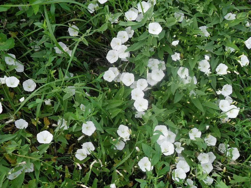 How To Permanently Get Rid Of The Field Bindweed In The Garden: Methods And Reviews