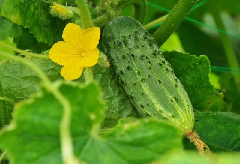 Pag-spray Ng Mga Pipino Na May Gatas Na May Yodo: Bakit Kailangan Mo Ito At Kung Paano Ito Gawin Nang Tama