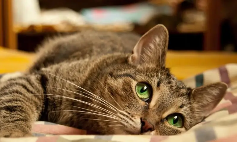 Eine Zecke Bei Einer Katze Oder Katze: Wie Man Sie Zu Hause Richtig Entfernt, Was Gefährlich Ist, Die Folgen Eines Bisses