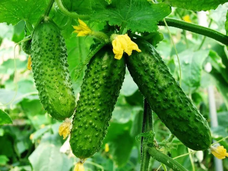 Yuav Ua Li Cas Khi Li Cucumbers Nyob Rau Hauv Lub Tsev Cog Khoom Thiab Qhib Tua