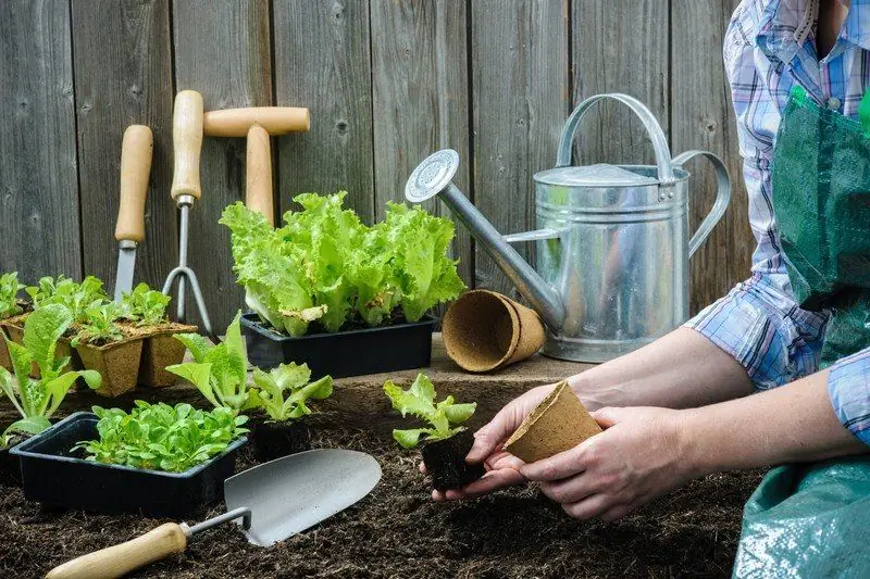 Was Im Juni Auf Dem Land Gepflanzt Werden Kann: Pflanzen Für Den Garten, Gemüsegarten Und Blumengarten