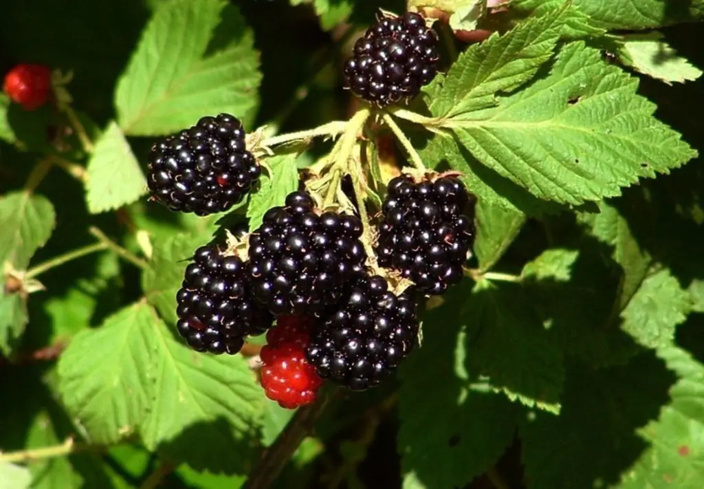 Care And Cultivation Of Blackberries In The Country: From Seeds, From Cutting, Video And Photo