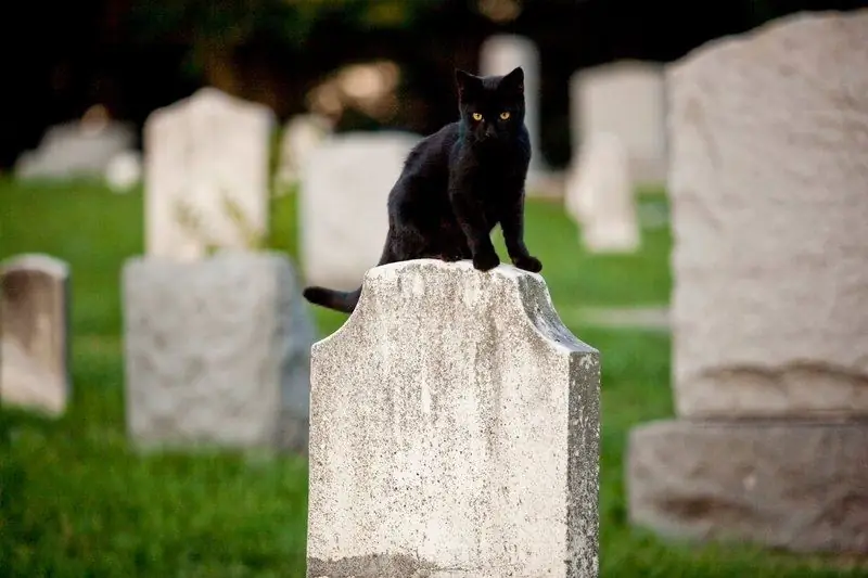 O Pisică într-un Cimitir: Ce înseamnă Un Semn