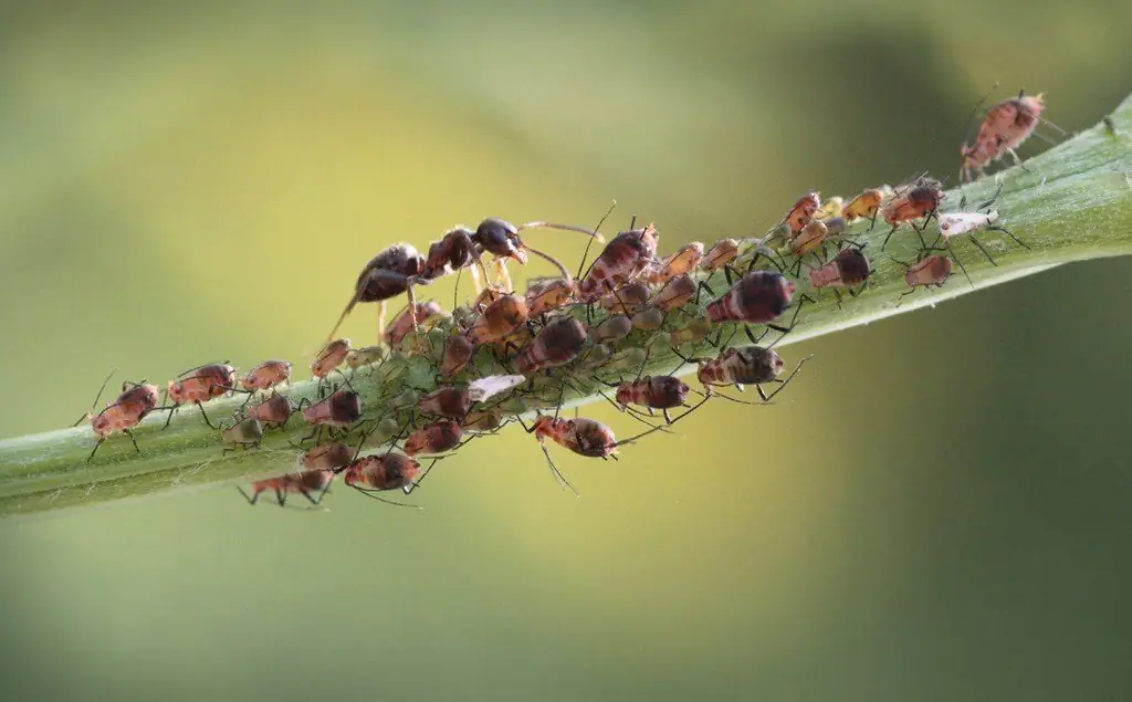 kutu daun di pohon