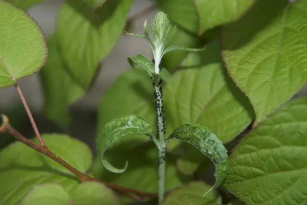 plantluise in die bome