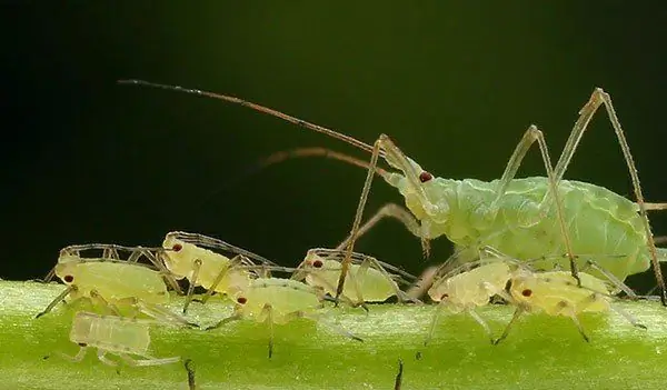 aphids in the trees