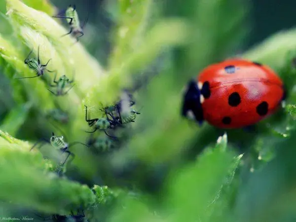 Coccinella contro gli afidi