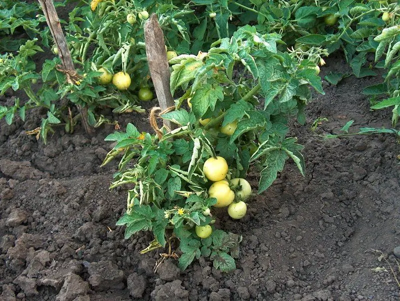 ¿Por Qué Las Hojas De Los Tomates Se Vuelven Amarillas, Incluidas Las Inferiores, Qué Hacer?