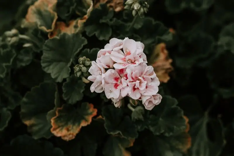 Mengapa Geranium Tidak Bisa Disimpan Di Dalam Rumah: Tanda Dan Alasan Rasional