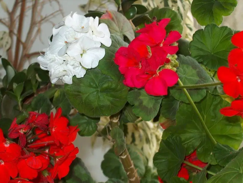 Kāpēc Pelargonijas Nezied Un Kas Jādara, Lai Palīdzētu Ziedam