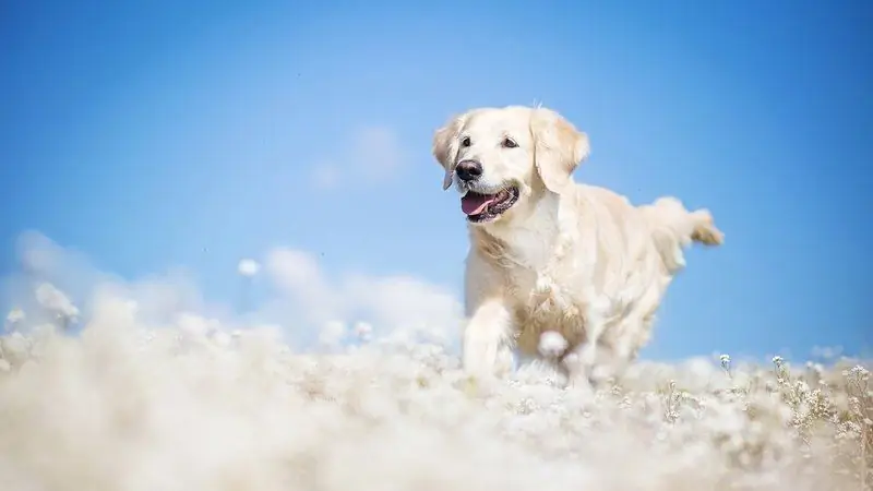 Köpeklerin Bir Ruhu Var Mı Ve ölümden Sonra Nereye Gidiyor: Farklı Dinlerin Görüşleri