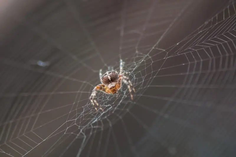 Waarom Jy Nie Spinnekoppe In Die Huis Kan Doodmaak Nie: Objektiewe Redes En Tekens Oor Die Verbod