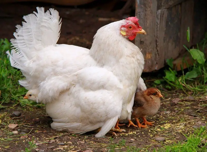 Is Het Mogelijk Om Kippen In De Tuin Te Houden, Wat Te Doen Als De Buren Ze Brengen?