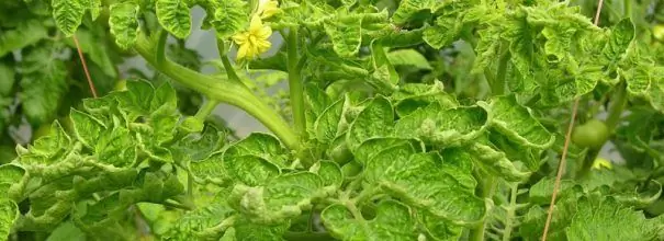 Rullande sidor på en tomatbuske