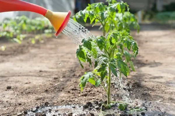 Watering tomatoes