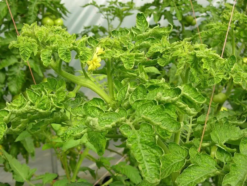 Le Cime Dei Pomodori Nella Serra E Nel Terreno Aperto Si Stanno Rannicchiando: Cosa Fare