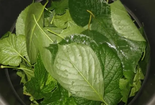 cherry and currant leaves