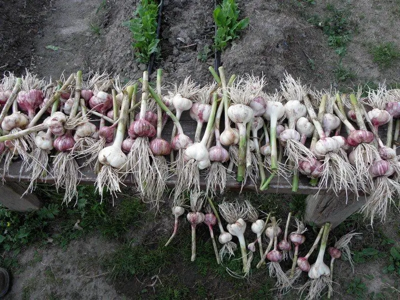 Was Nach Knoblauch Im Juli Zu Pflanzen Und Was Nicht Zu Pflanzen