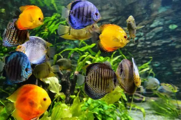 Pesci d'acquario