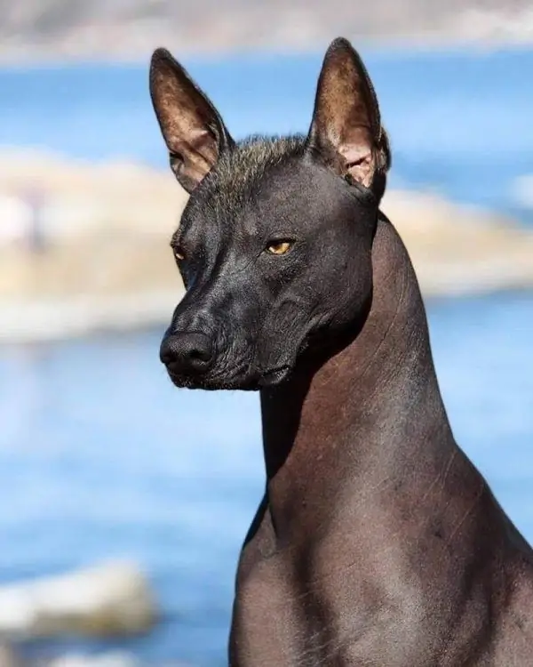 Xoloitzcuintle