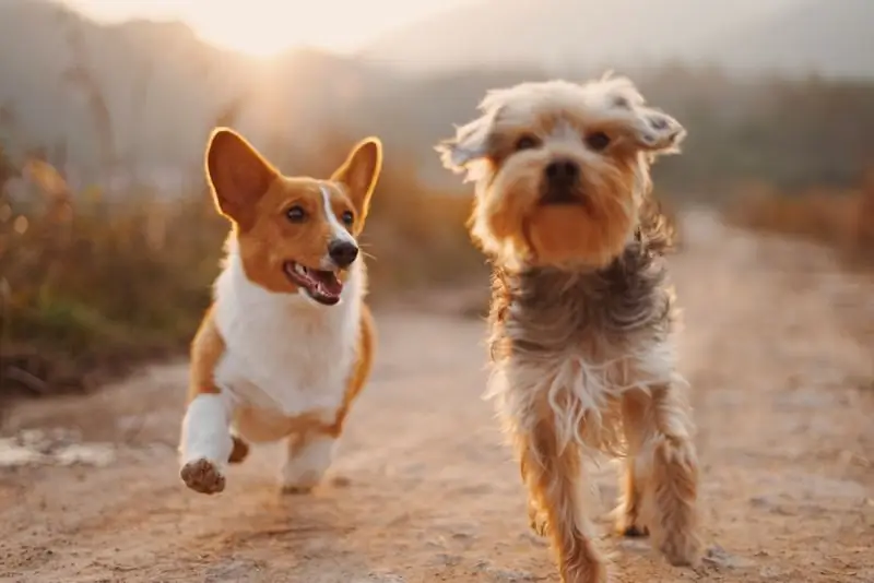 Ce Animal De Companie Este Potrivit Pentru Zodia