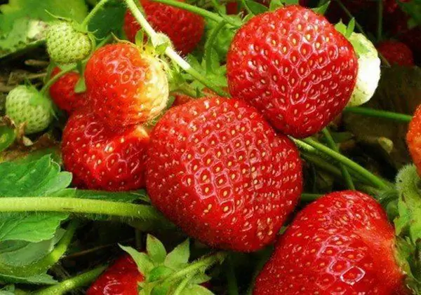 Fraises