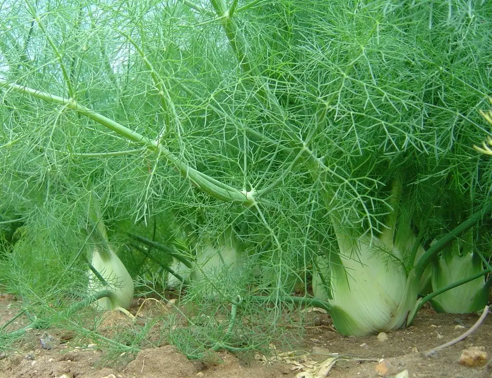 Growing Fennel From Seeds (including Vegetable Seeds) At Home And In The Garden + Photo And Video