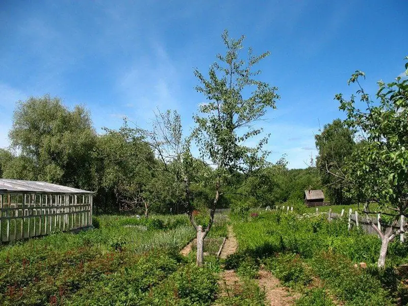 El Uso De Fertilizantes Orgánicos En El Jardín + Video