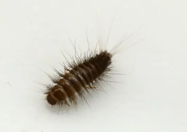 Larva Anthrenus